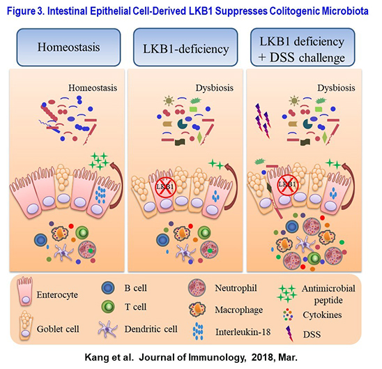 Intestinal Epithelial Cell-Derived LKB1 Suppresses Colitogenic Microbiota