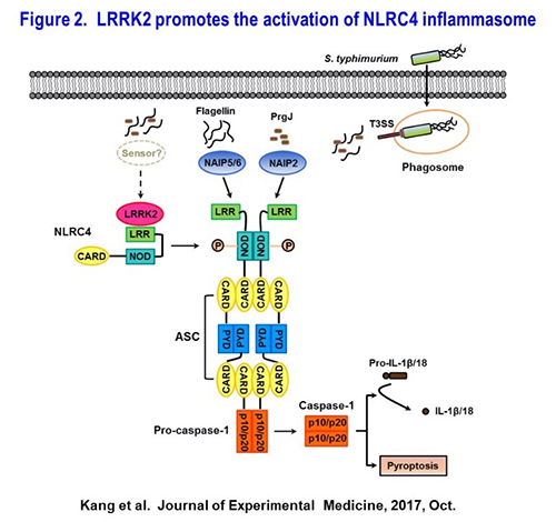 LRRK2 promotes the activation of NLRC4 inflammaome