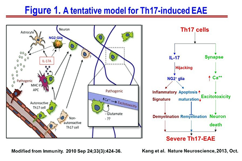A tentative model for Th17-induced EAE